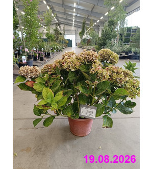 Hydrangea macrophylla C 5 L